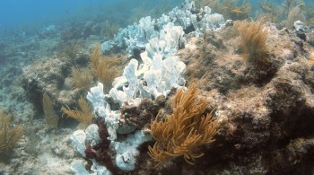 Maior recife de coral do mundo cobre mais de 210 mil quilômetros quadrados e é o lar de mais de 1.500 espécies de peixes