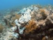 Grande Barreira na Austrália perde metade de seus corais em três décadas