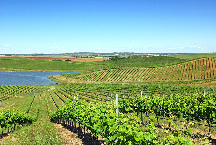 Região dos Vinhos Verdes é destino ideal para amantes de bons vinhos