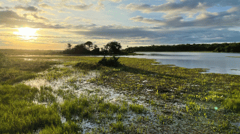 Safári com animais selvagens, paisagens naturais estonteantes, comidas típicas e conservação do bioma. Definir o Pantanal chega a ser injusto: cada dia é diferente. Ali, o ecoturismo é feito de forma que fica gravado para sempre na memória. E conto aqui por que visitar o Refúgio Ecológico Caiman é especial
