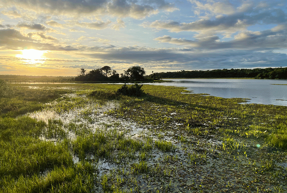 Pantanal corresponde à maior área úmida tropical do planeta