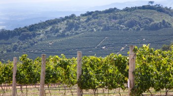 Guaspari foi a única vinícola nacional honrada no Syrah du Monde 2021, premiação que avalia os melhores vinhos syrah do mundo