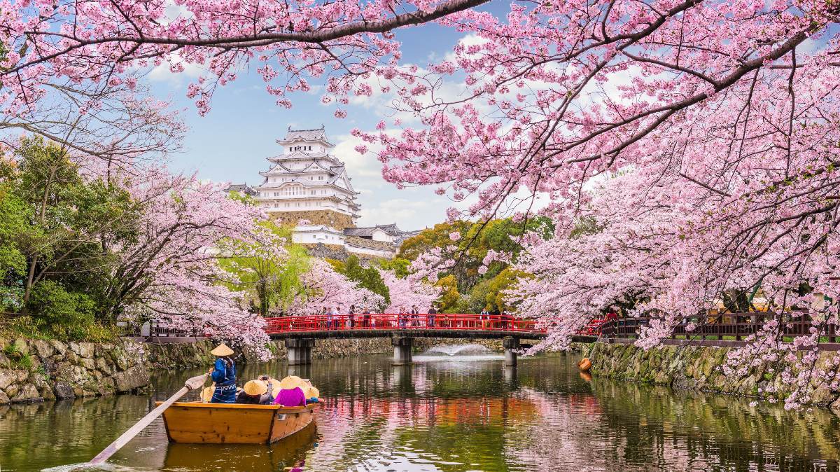 Chegada da primavera no Japão é marcada pelo florescimento das cerejeiras, um dos símbolos do país