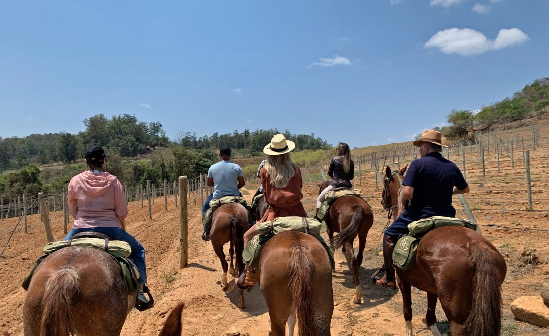Cavalos da raça Mangalarga levam os visitantes a desbravar novas áreas pela Guaspari, vinícola brasileira premiada internacionalmente