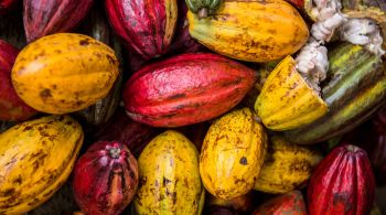 "Dois Riachões: cacau e liberdade" é um minidocumentário sobre a vida de uma comunidade produtora de cacau no sul da Bahia que, pela primeira vez, pode provar seu próprio chocolate