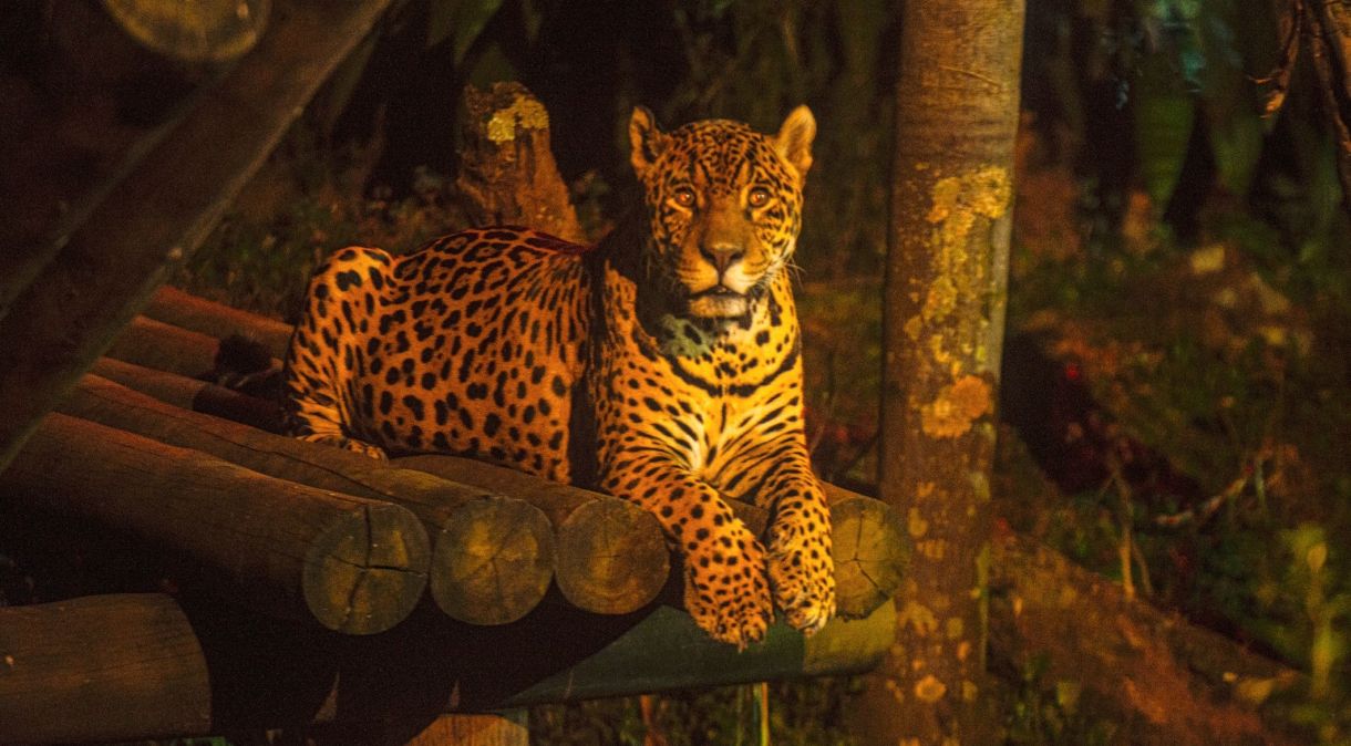 Onças e outros felinos possuem hábitos noturnos e podem ser vistas fora da toca durante "Noite Animal" do zoológico de SP