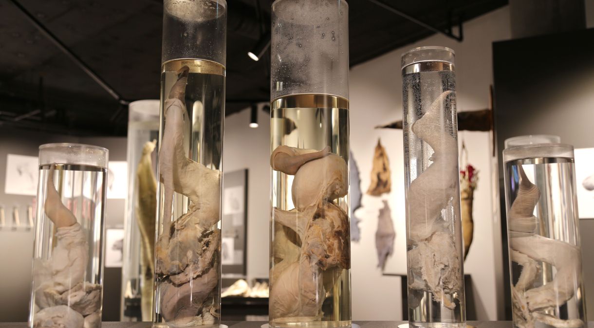 Museu na capital islandesa é único do mundo que reúne tamanha quantidade de pênis de diversas espécies animais