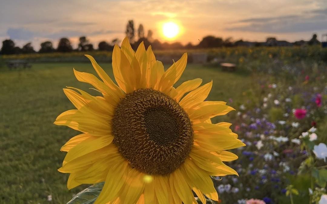 Plantação de girassóis Sam's Sunflowers, em Hayling Island, Reino Unido; empresa precisou pedir que turistas evitassem fazer fotos pelados