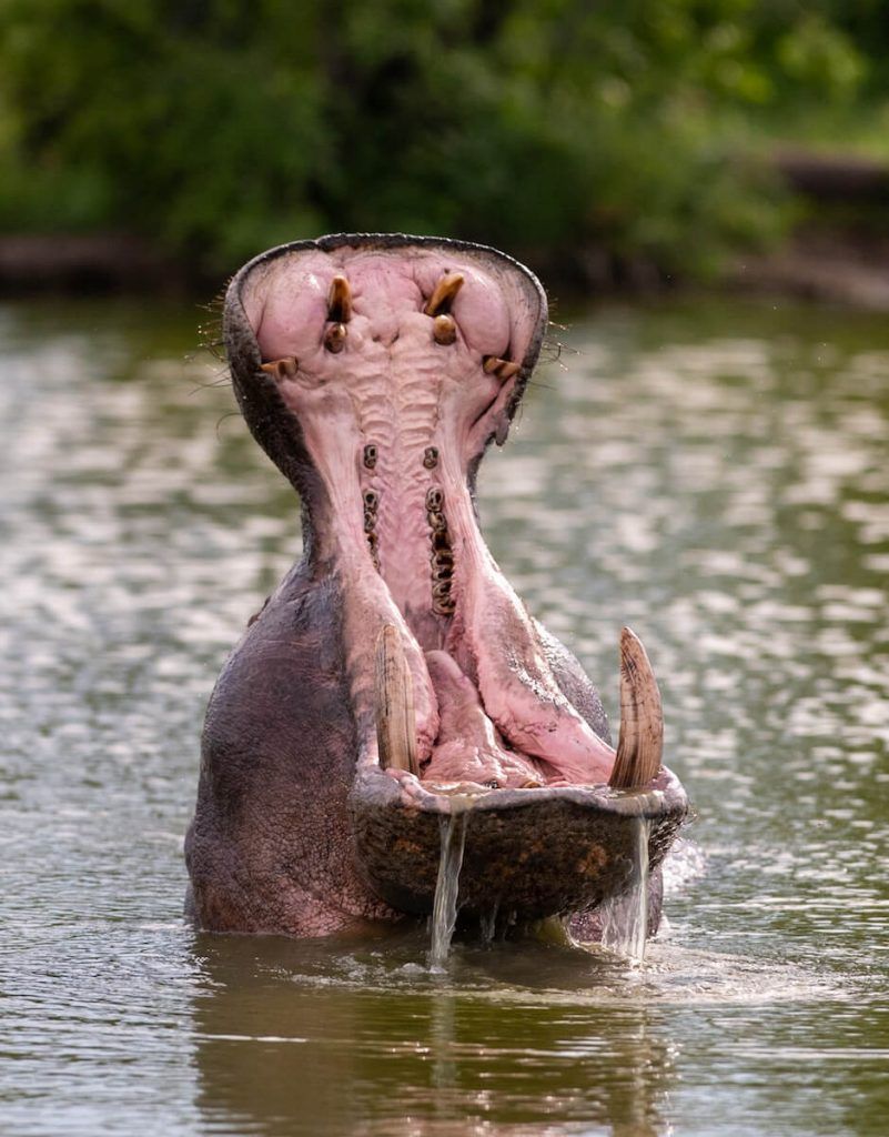 Hipopótamos avistados em um safári perto do Kruger 