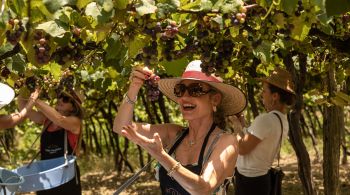 Época da colheita das uvas tem diferentes experiências para os apaixonados por vinhos; confira destaques da programação em São Paulo e na Serra Gaúcha