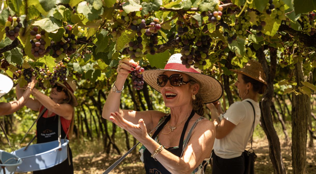Colheita da uva direto dos parreirais é uma das atividades mais procuradas durante o período da vindima