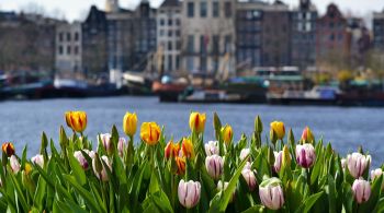 Campos ficam repletos de cores, formas e tamanhos de tulipas entre março e maio. Um parque próximo a Amsterdã, com 7 milhões de flores e exposições sobre o tema, é uma das grandes atrações turísticas desta época