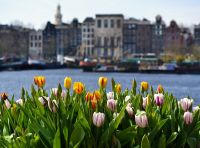 Começa a temporada das tulipas na Holanda; veja onde encontrá-las