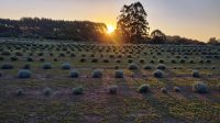 No Paraná, Rota da Lavanda atrai turistas e encanta fãs da planta