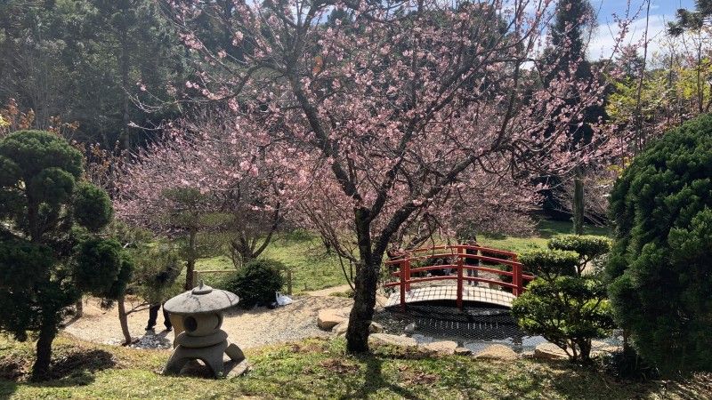 Jardim Oriental, no Parque das Cerejeiras