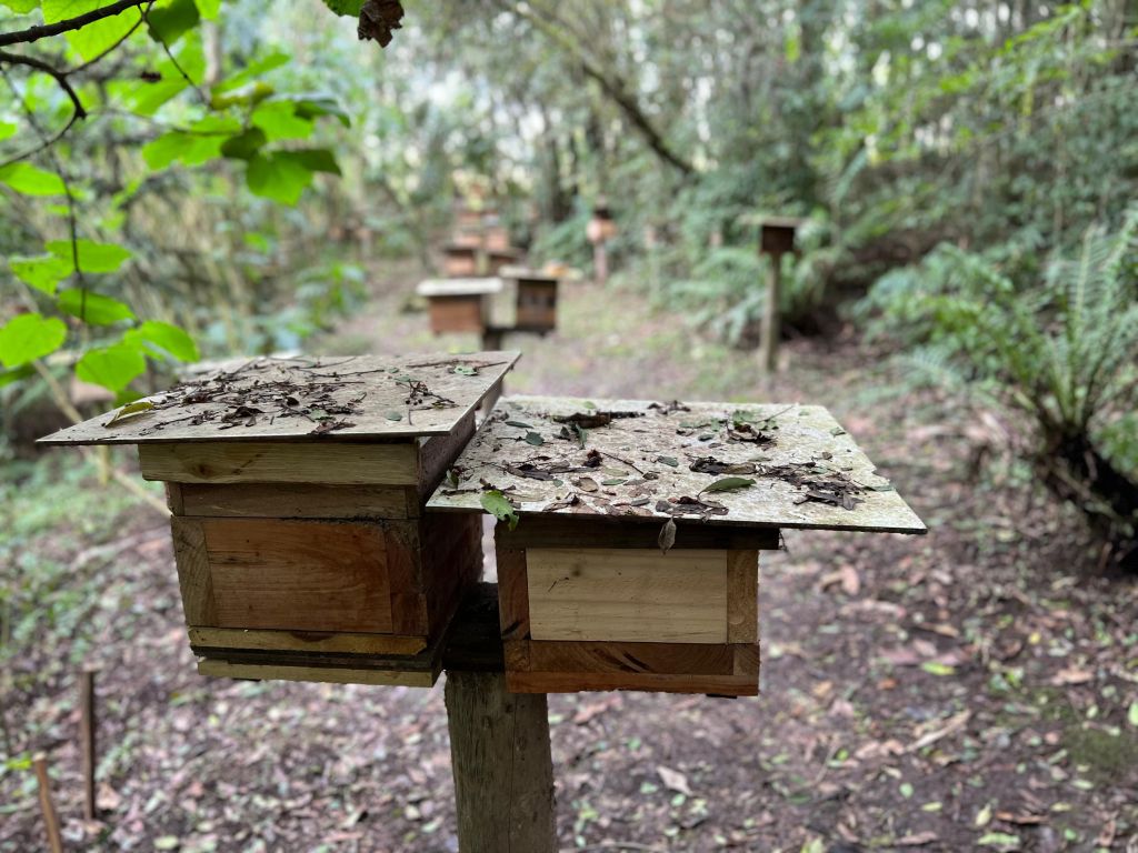 A espécie manduri tem cerca de 300 indivíduos, enquanto a comum reúne mais de 80 mil