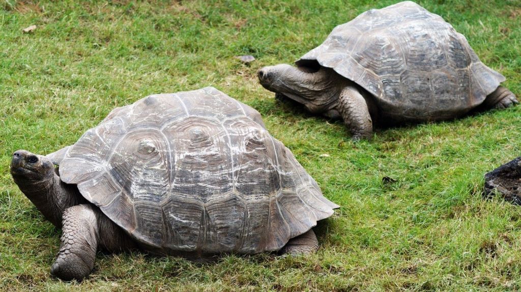 Tartaruga-gigante-de-galápagos no zoológico de Houston