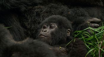 Valor elevado faz parte de uma tendência de experiências de alto custo em Uganda que podem ajudar a inserir o país no turismo sustentável