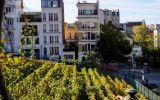 O vinhedo Clos Montmartre fica escondido no centro de Paris, o último remanescente de uma antiga região vinícola