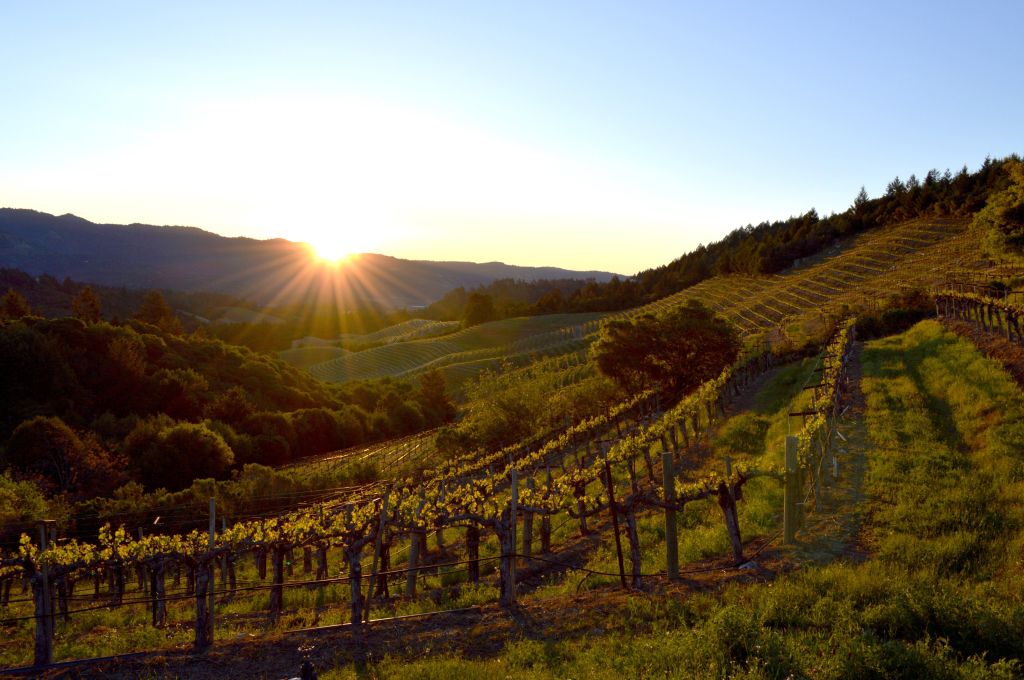 Vinhedos em Napa Valley, nos Estados Unidos 