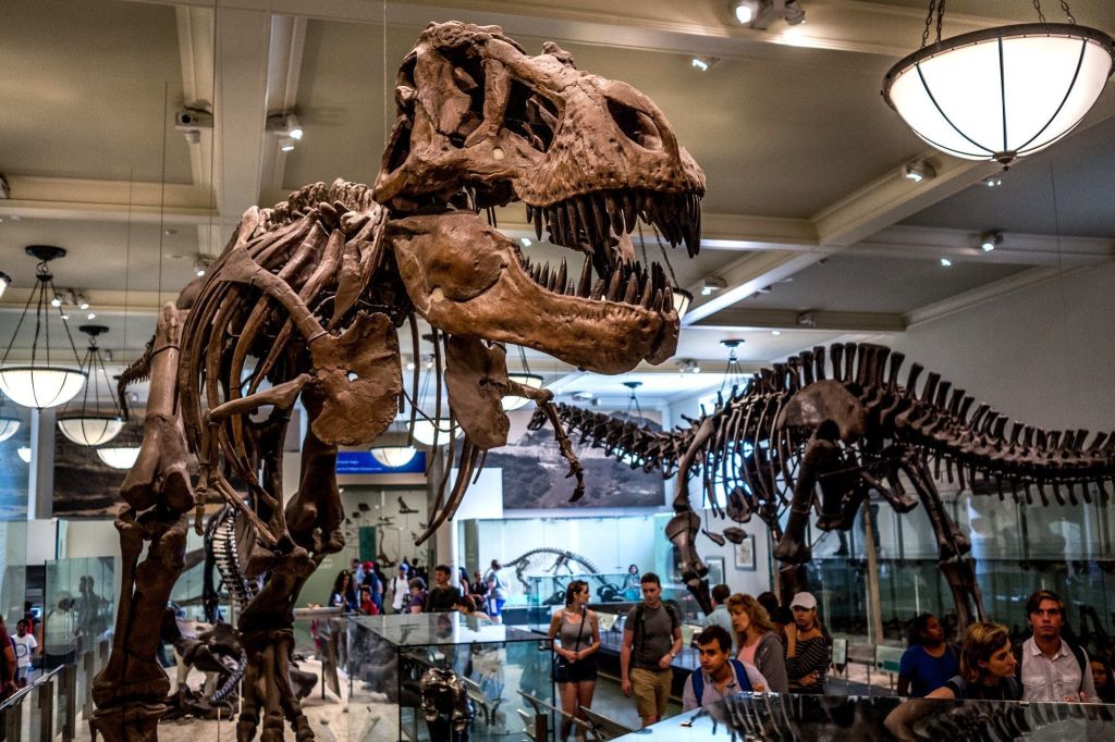 Esqueleto de Tiranossauro Rex em exposição no Museu Americano de História Natural, em NY 