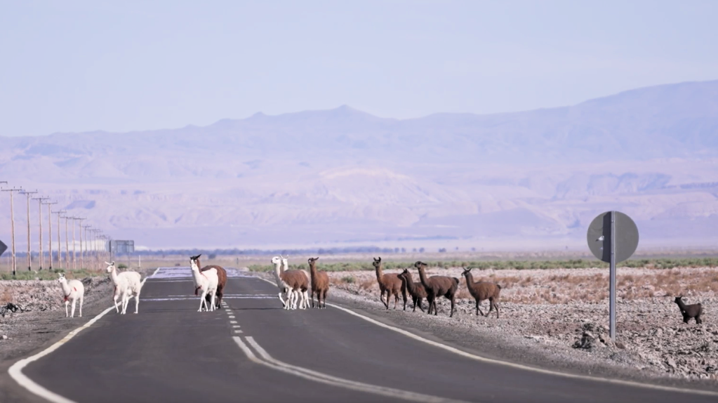 Lhamas atravessam estrada no Deserto do Atacama