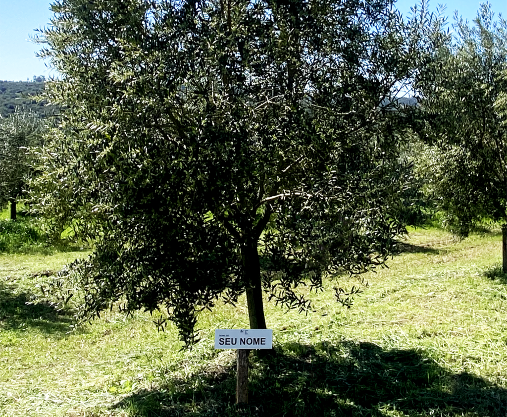 Olival da Fazenda Serra dos Tapes, em Canguçu, no Rio Grande do Sul