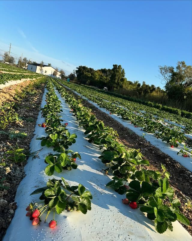 Berry Farm 