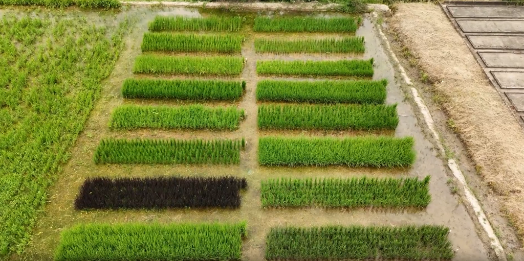 Campo de arroz de teste da Ruzene, no Vale do Paraíba