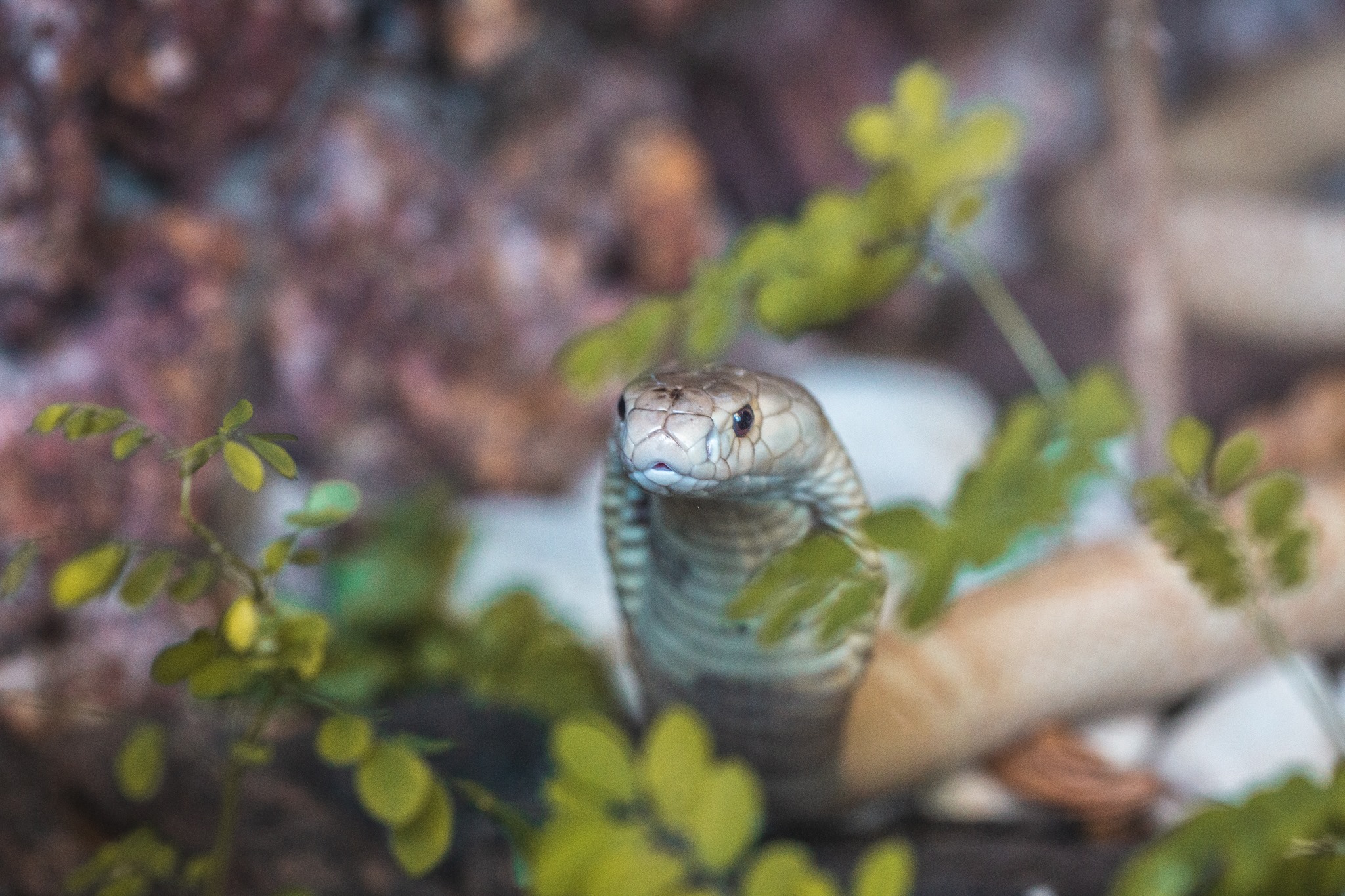 Servidora do Ibama no DF foi afastada em investigação sobre o caso da cobra naja