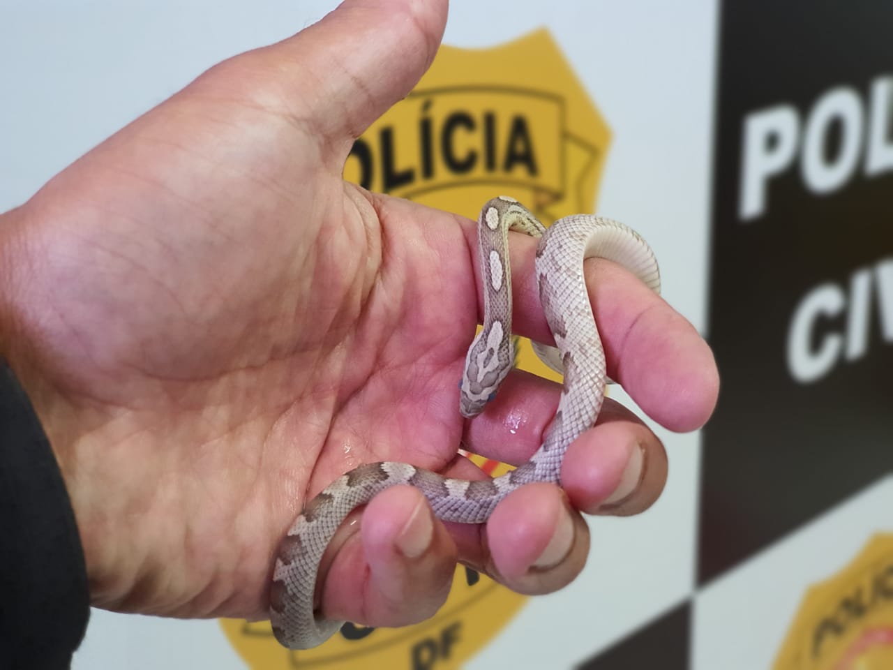 Policial segurando cobra