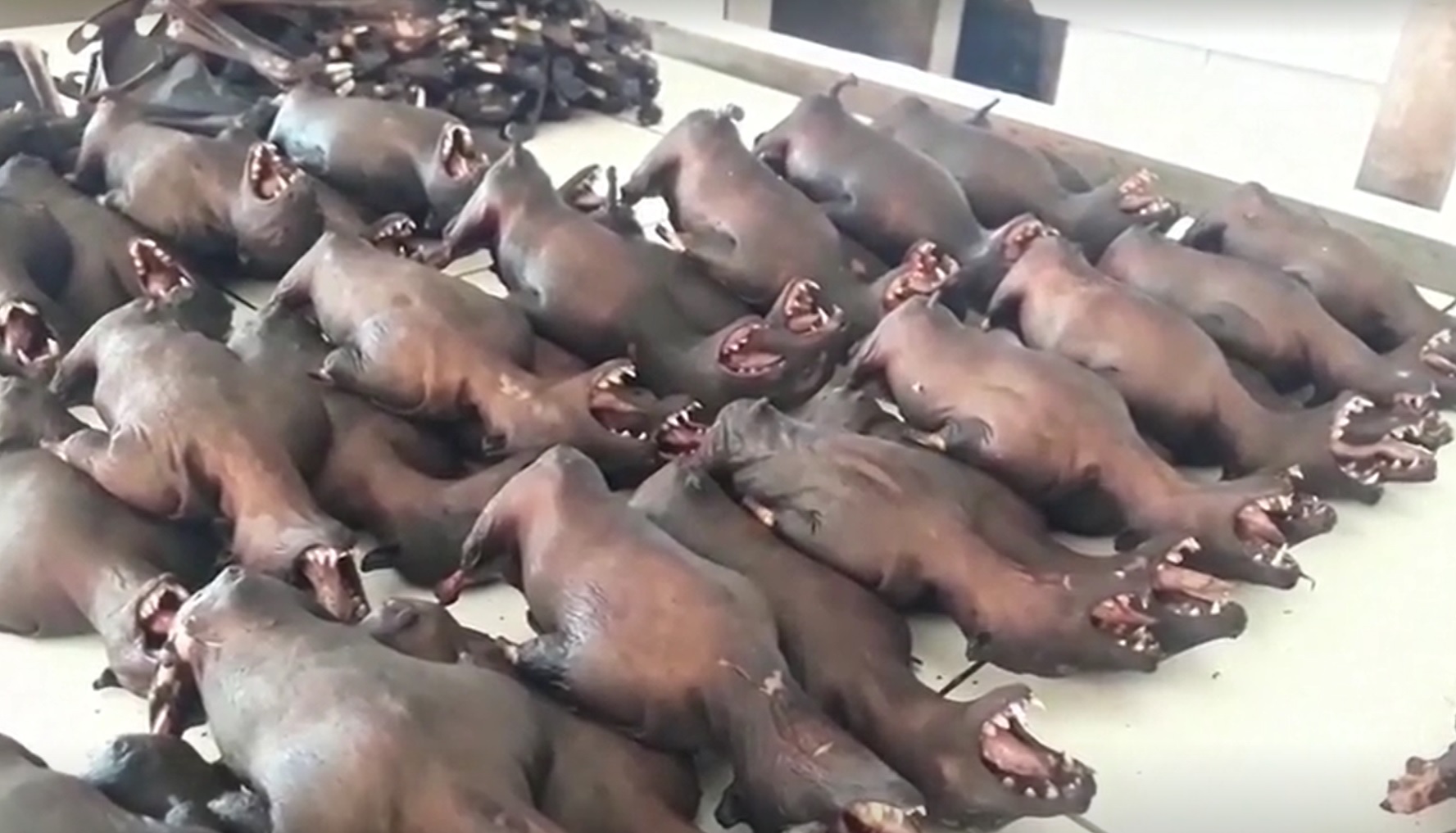 Morcegos vendidos em mercado de animais na Indonésia