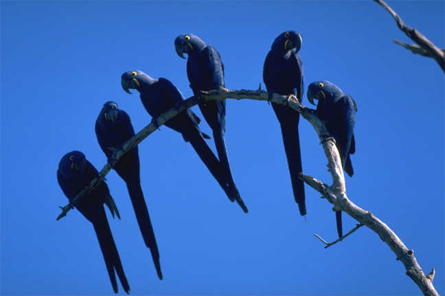 Maior refúgio mundial de araras-azuis é destruído pelo fogo no Pantanal