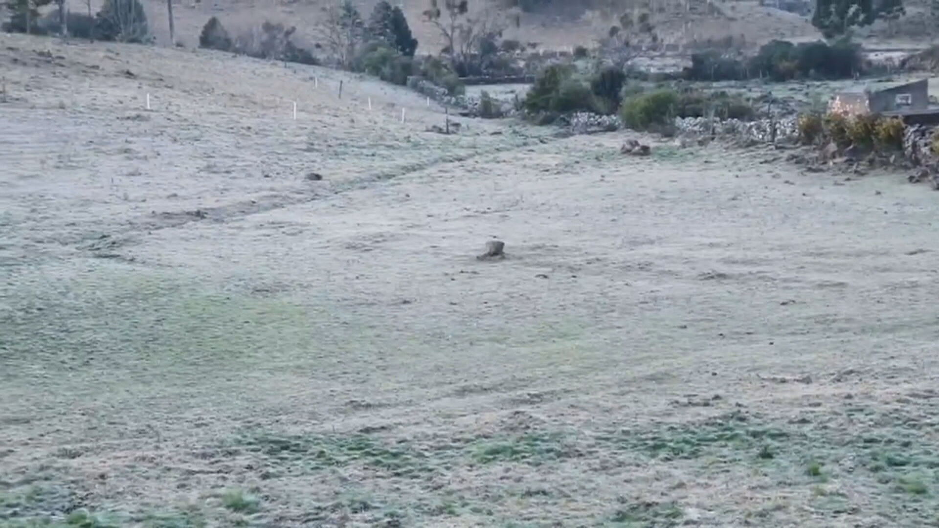 Neve cobriu campos em São Francisco de Paula e outras regiões do Rio Grande do S