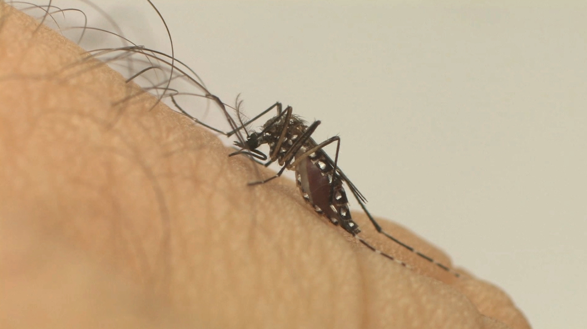 Chikungunya pode afetar também o sistema nervoso, diz pesquisa