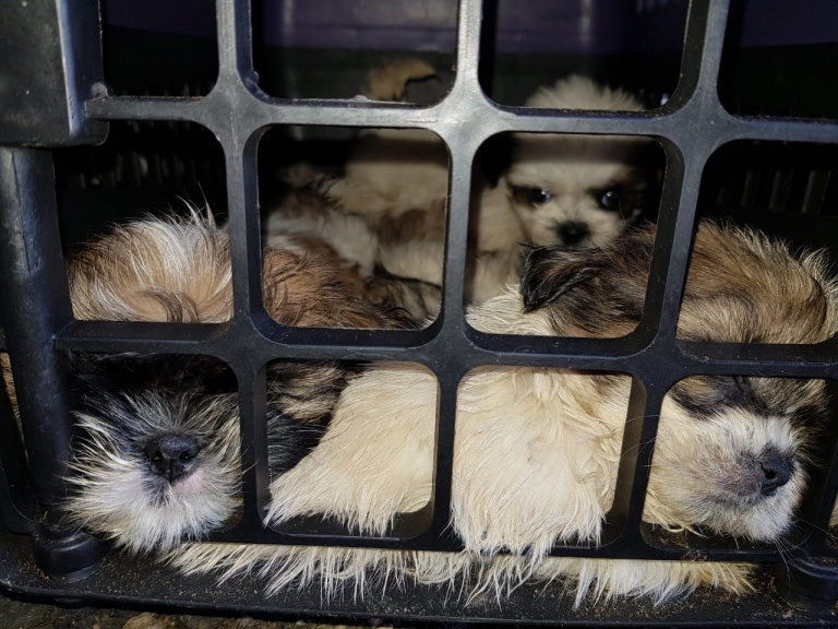 Filhotes de cachorro da raça shih tzu encontrados pela PRF na Bahia