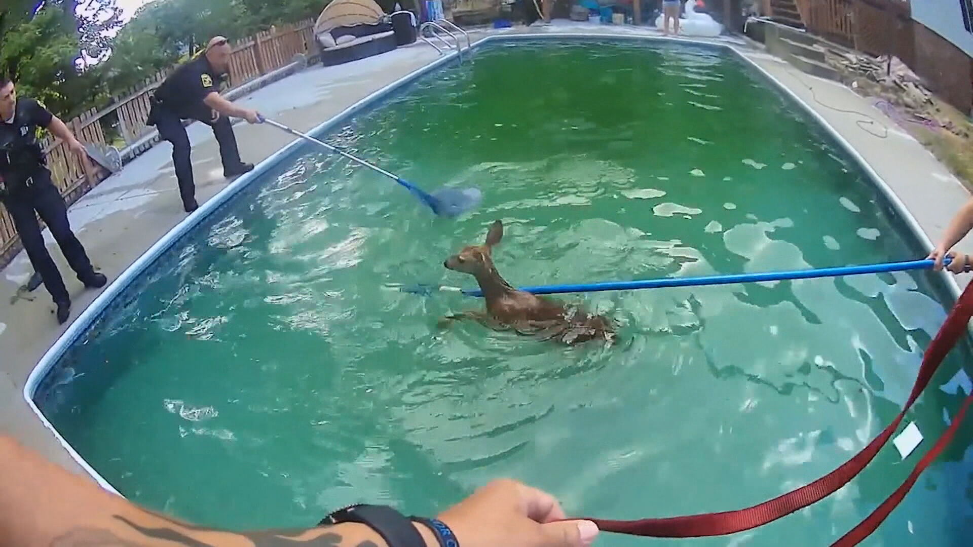 Cervos foram retirados por policiais após entrarem em piscina em casa em Ohio