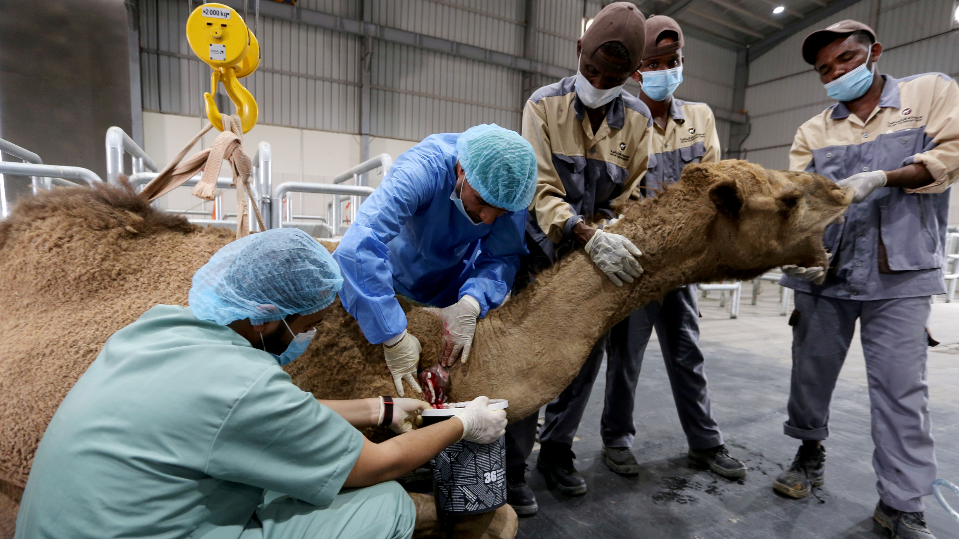 Veterinários colhem sangue de camelo antes de cirurgia na Arábia Saudita