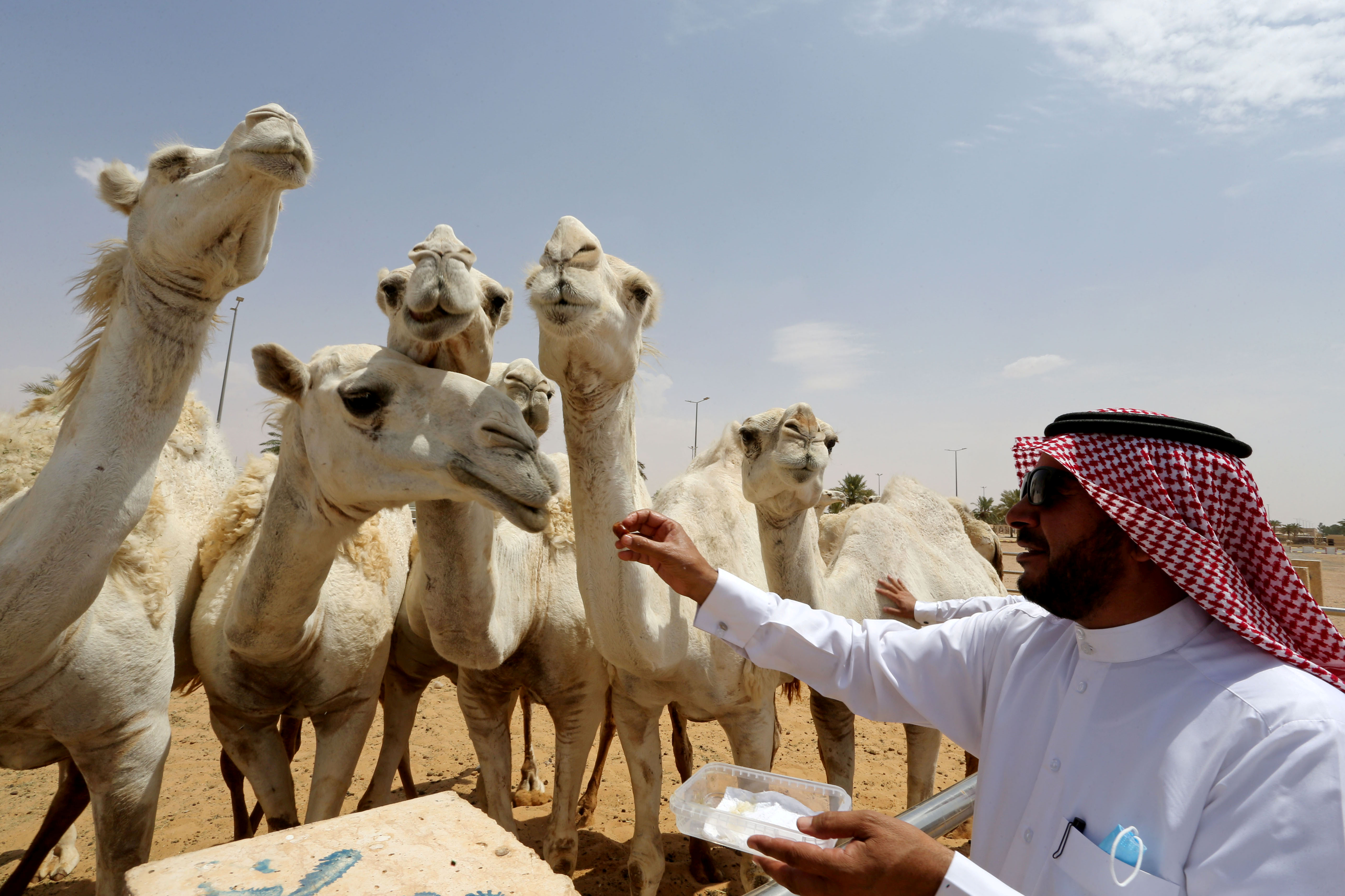 Veterinário alimenta camelos no Hospital Veterinário de Salam, na Arábia Saudita