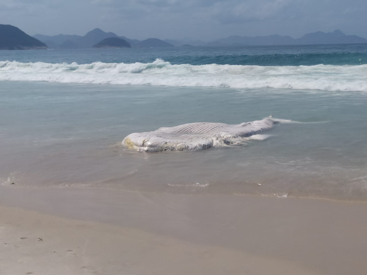 Carcaça de baleia na Praia de Copacabana, no Rio