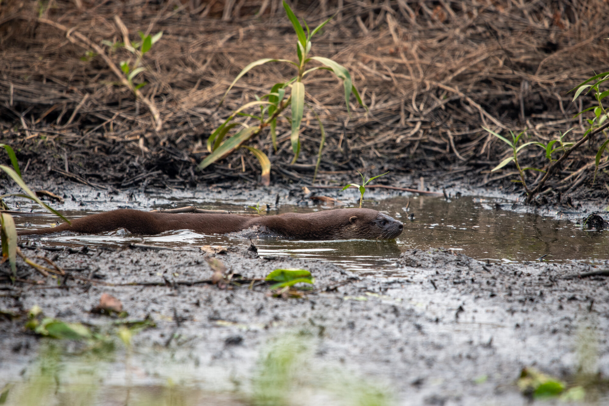 Lontra em meio à mata devastada no Pantanal no município de Poconé, Mato Grosso