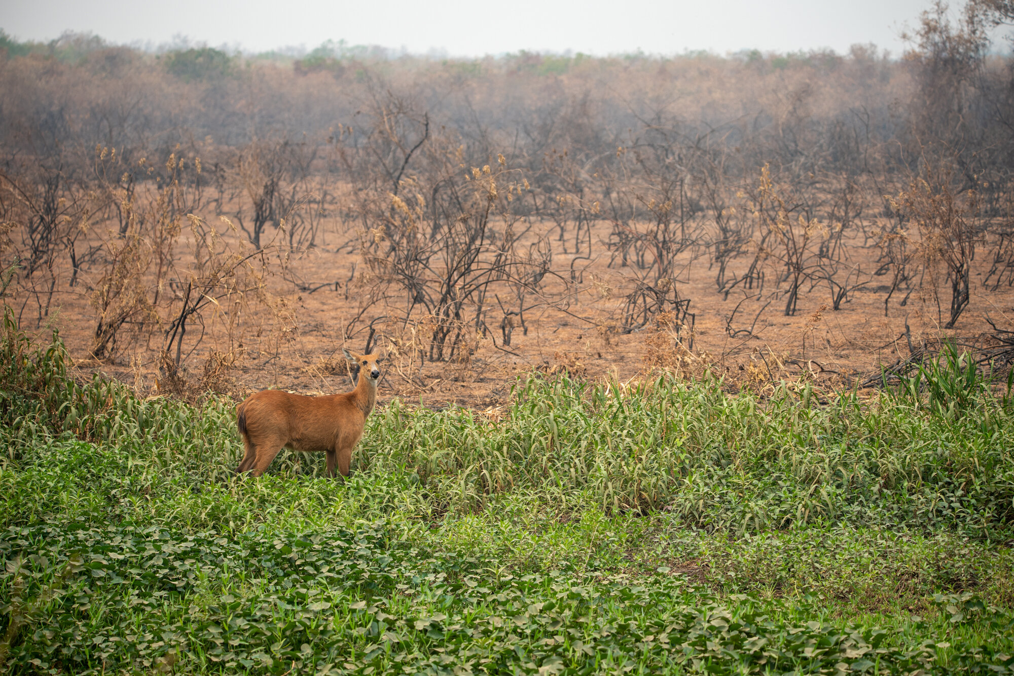 Cervo-do-pantanal visto próximo à área devastada por incêndio no Pantanal em Poc