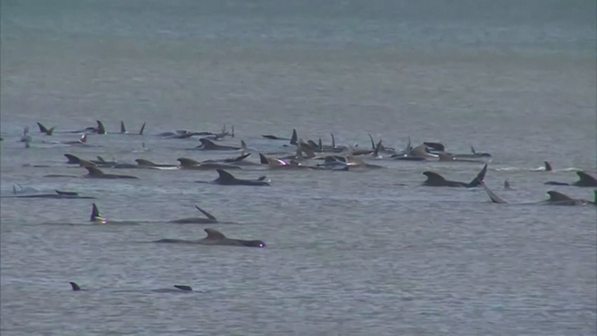 Mais de 200 baleias encalham na ilha da Tasmânia,