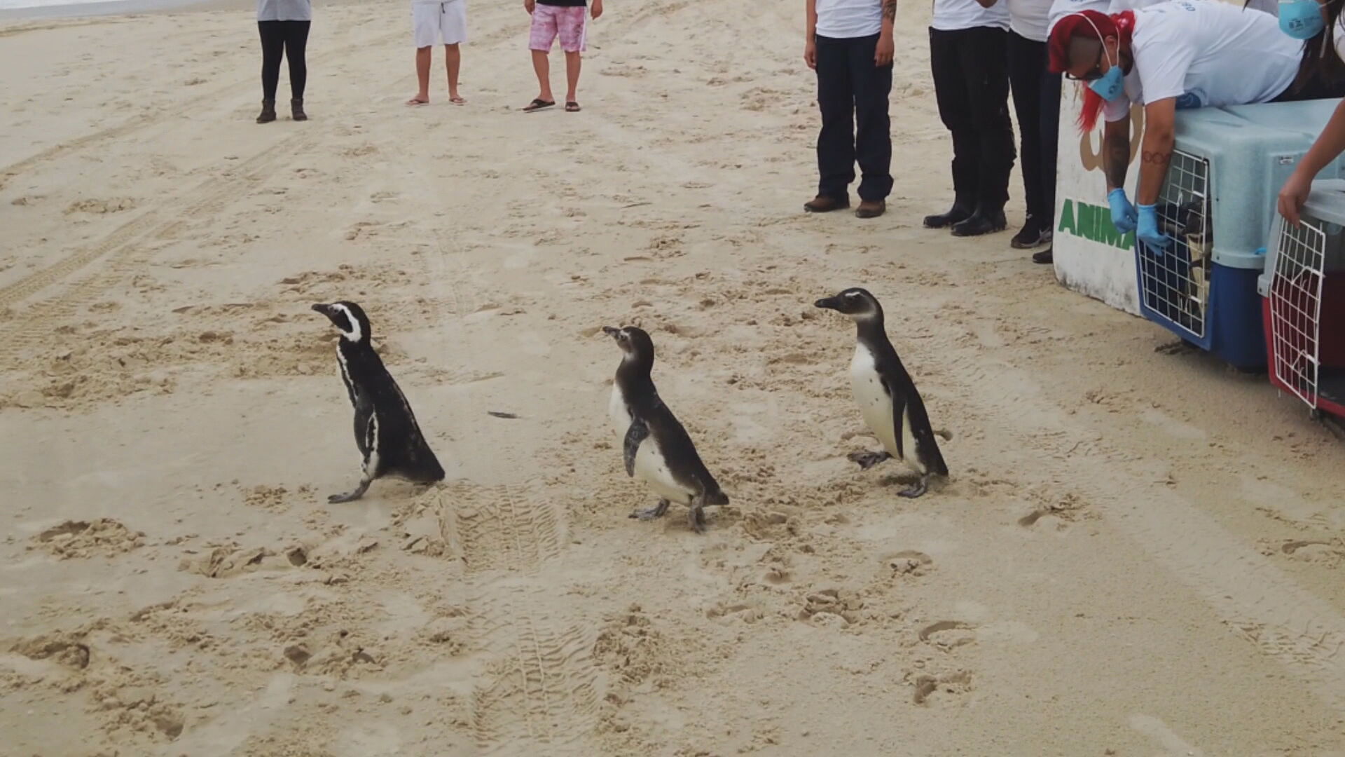 Pinguins correm para o mar após serem resgatados no litoral brasileiro