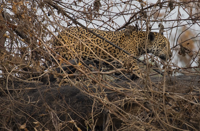 Onça-pintada no Pantanal