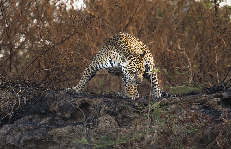 Onça-pintada em região no Pantanal