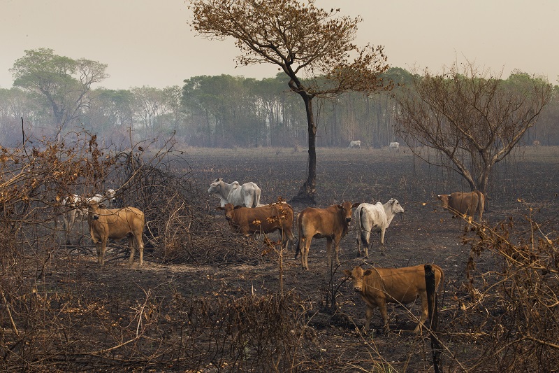 Gado no pasto devastado pelas chamas no Pantanal