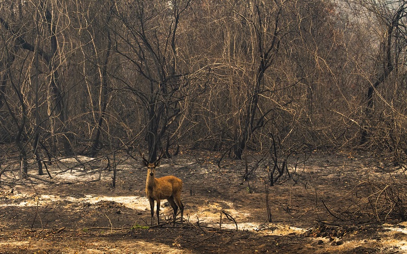 Animal sozinho no meio da vegetação queimada após incêndio no Pantanal