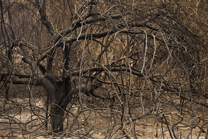 Árvore seca após incêndio no Pantanal