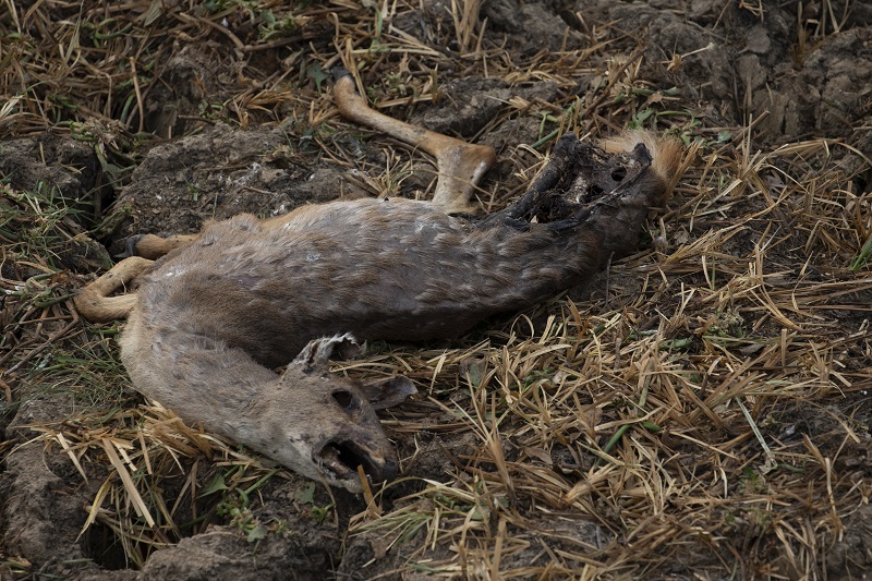 Animal queimado após incêndio no Pantanal